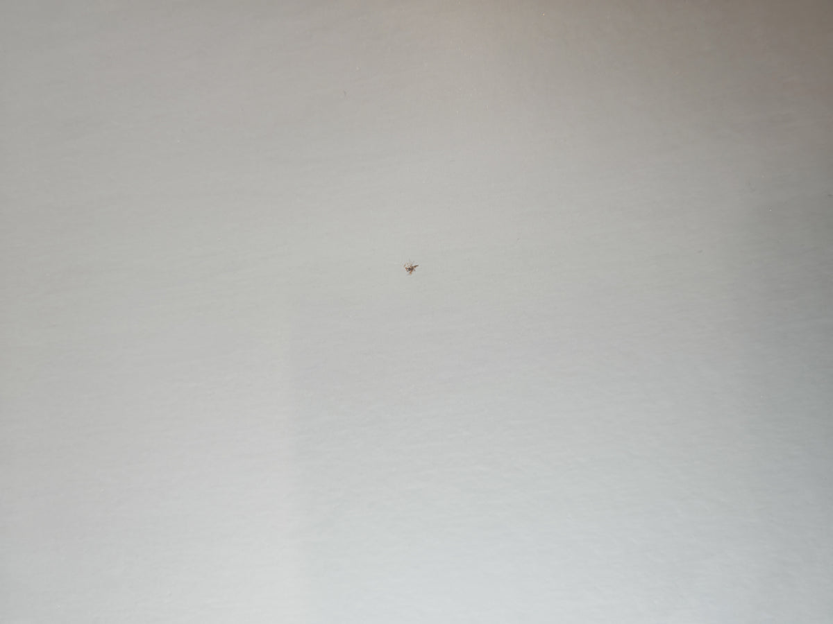 Rachel Point grey rubber, 2 sq m (roll 91)